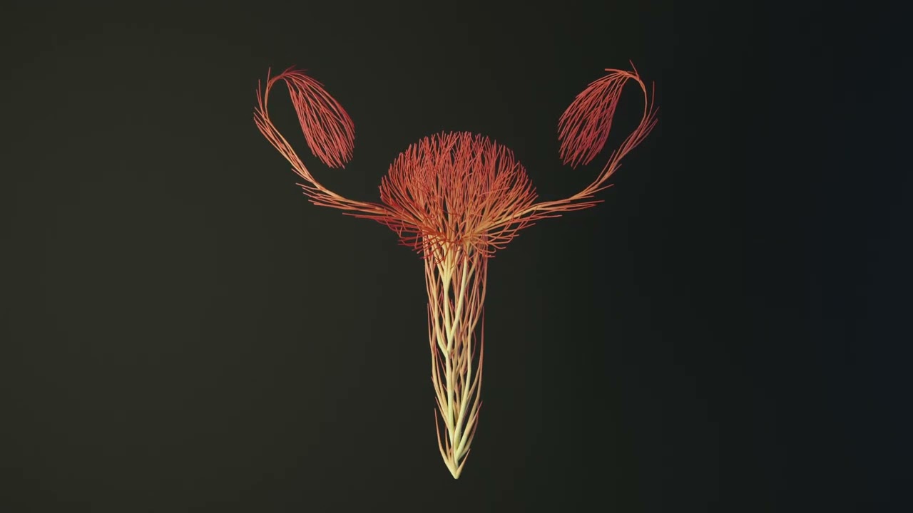 Human Uterus Reproductive Female System made out of lines Unrolling growing animation 3D Model