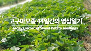 씨고구마에서 싹 틔우기까지 44일간의 기록/44days record of Potato seedlings
