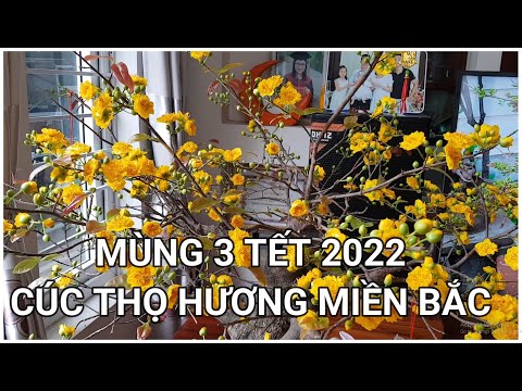 🔴 QBS2291 - JAPANESE CHRYSANTHEMUM BLOOMING ON THE 3RD DAY OF TET IN THE NORTH || YELLOW JAPANESE...