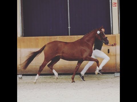 CHICE LADY A Reservesiegerstute Hünxe und Endring Stute Elitestutenschau Wickrath