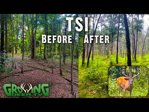 More Deer Forage And Easy, Awesome Wildlife Habitat: Before and After TSI (715)