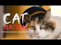 Cute Cats In Japan Cat Nation 2020 Full Film