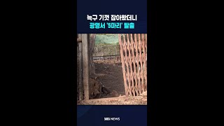 늑구 기껏 잡아왔더니..광명서 '5마리' 탈출 #shorts