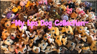 My Lps Dog Collection!