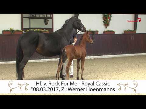 Hengstfohlen von Rock For Me-Royal Classic, *2017