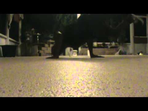 NINJA DANCE BATTLE BREAKDANCE CALLOUT WILL HE TAKE IT ?? #DANCEBATTLEMr_Teqs