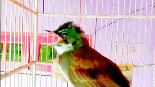 Download lagu Full emosi ‼️Suara sikatan kipas tarung ribut ampuh buat pancingan sikatan bahan mp3