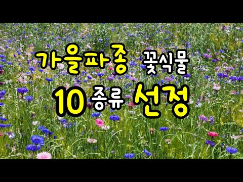 , title : '가을에 꽃씨를 파종하는 꽃식물 10종류 선정 및 파종방법'