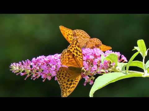 Opwekking 618 Jezus, hoop van de volken VV