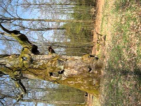 Die Hammundeseiche zu Friedewald und der Schattenmann