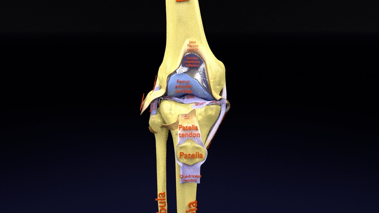 Knee joint cut open detail labelled 3D Model