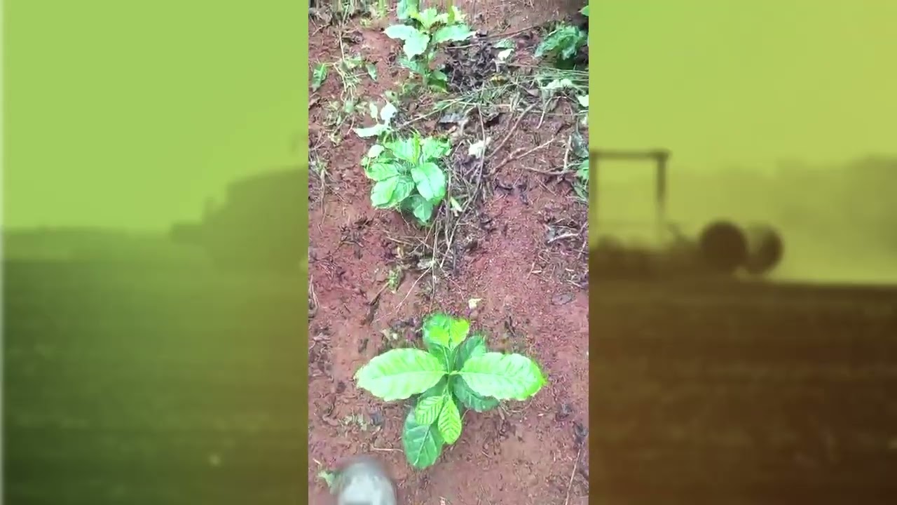 Plantio de café em dobra pode ajudar o produtor rural