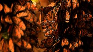 MEXICAN BUTTERFLIES