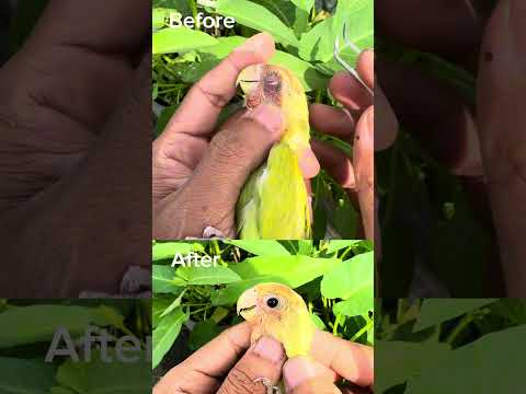 Before after Overcomesnot #birds #lovebirdsfarming #animalhealing #lovebirds #africanlovebirdbreed