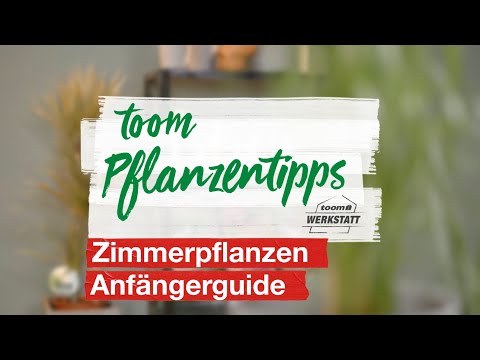 toom Pflanzentipps – Zimmerpflanzen pflegen | toom Baumarkt