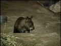 A baby wombat running around and being cute! Part ...