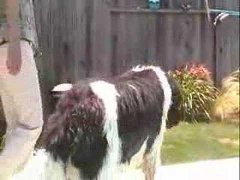 Newfoundland Dog - Chloe the Otter?