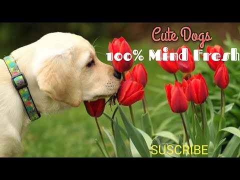 #funny #dog #puppy                              funniest & cutest dogs