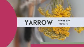 How to dry Yarrow for flower arranging