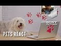 A DOG'S WAY HOME - Dog's and Cat's React (In Theaters January 11)