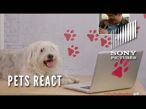 A Dog's Way Home (TV Spot 'Dog's and Cat's React')