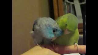 Javelin Attempts to eat Zazoo's Beak?