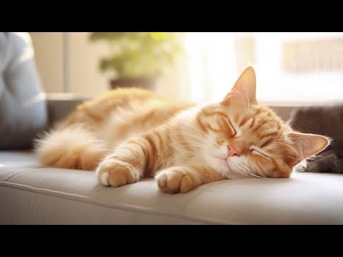 Healing Music for Cats – Calm Your Cat Instantly with This Gentle and Relaxing Cats Music