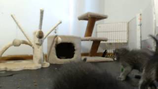 Springfield Kittens - Maggie's Ferocious Playtime