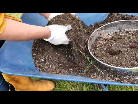 パパイヤの植物、本物のパパイヤ 植物