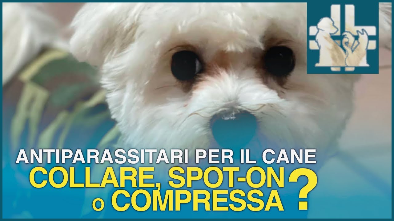 Antiparassitari per il cane : collare, pipette spot on o compresse