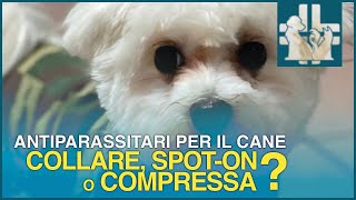 Antiparassitari per il cane : collare, pipette spot on o compresse