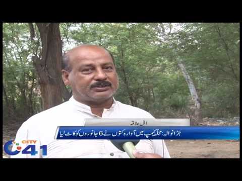 Wandering dogs attack on 6 animals in Jaranwala