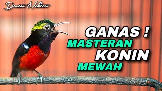 Download lagu MASTERAN KONIN GACOR FULL ISIAN TEMBAKAN MEWAH TAJAM COCOK BUAT MASTERING BURUNG JUARA KOLIBRI NINJA mp3 Download lagu MASTERAN KONIN GACOR FULL ISIAN TEMBAKAN MEWAH TAJAM COCOK BUAT MASTERING BURUNG JUARA KOLIBRI NINJA mp3