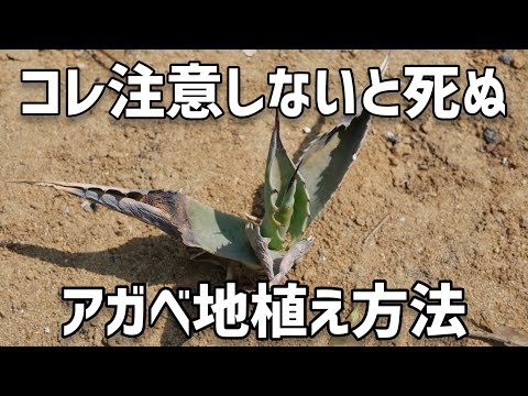 屋外のサボテン 完全な地面のロック ガーデン Cephalocereus senilis