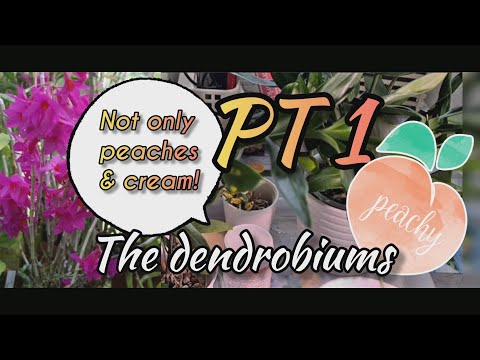 Orchids in trouble PT 1 - The Dendrobiums