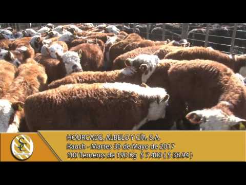 30-05-17 Venta de Machos - Hourcade, Albelo y Cía. S.A. - Rauch