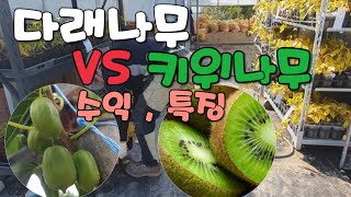 다래나무 vs 키위나무 (수익&특징) 귀농&묘목 토종다래