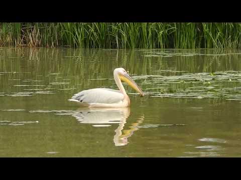 Pelican prinzand peste in Delta Dunarii. Înghite ca "pelicanul". Pelican catching fish Danube Delta
