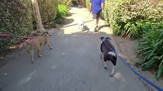 Video preview image #1 Mutt Puppy For Sale in San Jose, CA, USA