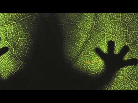 The Kings of Frog Island: Volume 4