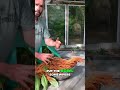 Amaranth Ernte Schonende Samentrennung Und Natürliche Schädlingsbekämpfung Amaranth Überleben
