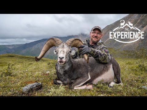 Slam Ram Experience - Dan Catlin Stone Sheep