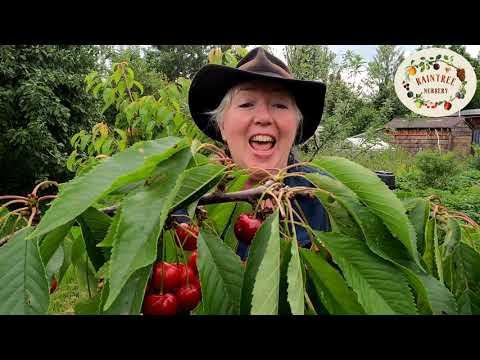 Raintree Nursery's Cherry Growing Guide!