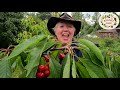 Raintree Nursery S Cherry Growing Guide
