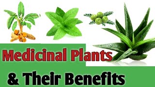 MEDICINAL PLANTS AND THEIR USES | MEDICINAL PLANTS NAME FOR KIDS MEDICINAL PLANTS AND THEIR BENEFITS