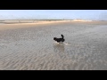 Splashing With James The Cardigan Welsh Corgi