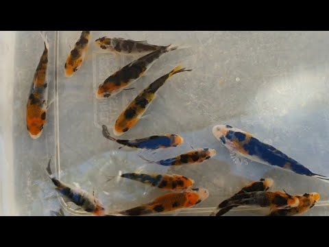 Koi Breeding 19 EP 16 Fry Update