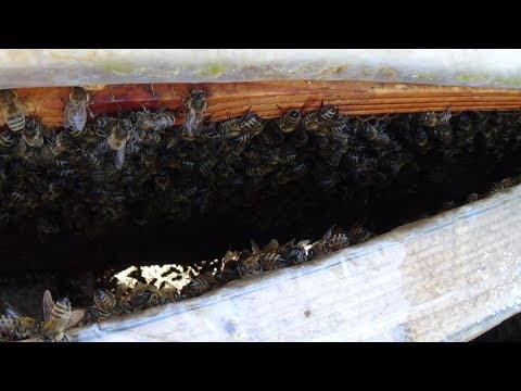 Состояние пчелы в марте на пасеке