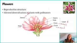 Seed Plants: Angiosperms