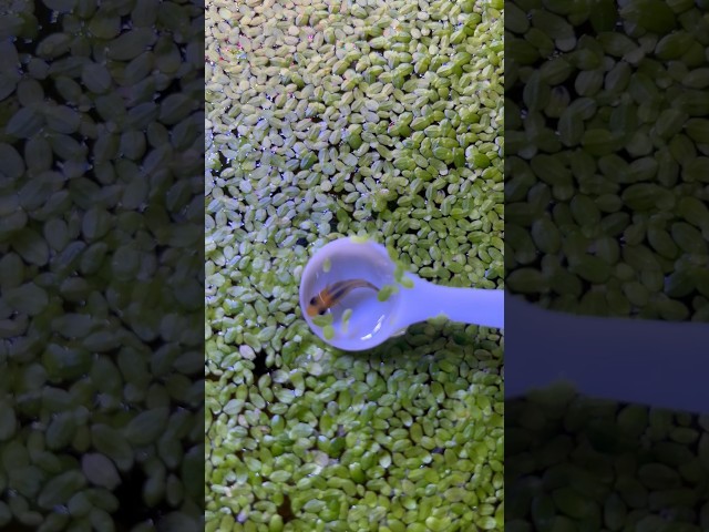 Vídeo relacionado con Lnngub 5 anillos flotantes para plantas de acuario, 5 tamaños, color negro, para sostener o separar plantas flotantes (20/17/14/11/8 cm)